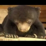 Baby Asian Sun bear cant stay awake