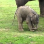 Baby elephant has a problem