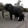 Baby elephant sneezes, scares himself