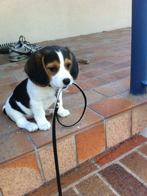 Beagle puppy wants to go for a walk