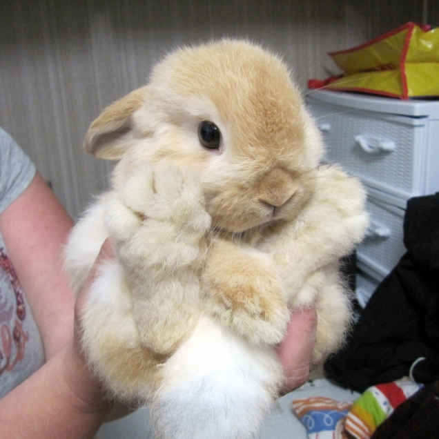 Big cute bunny