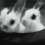 Bunnies in a top hat