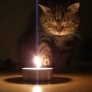 Cat experiments with fire