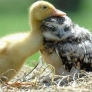 Duckling and baby owl