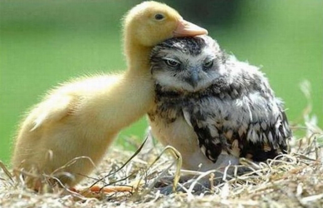 Duckling and baby owl