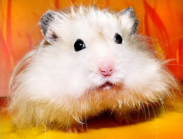 Fluffy hamster