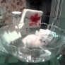 Hamster escapes bowl