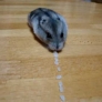 Hamster vaccum cleaner