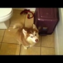 Husky puppy does not want to take a bath