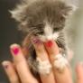 Kitten holding on to fingers