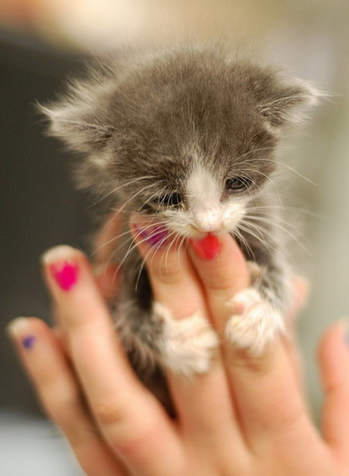 Kitten holding on to fingers