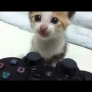 Kitten vs. PlayStation controller