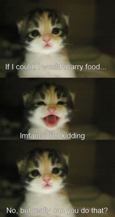 Kitten wants to marry food