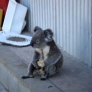 Koala eats an apple