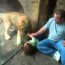 Lion cub plays with kid