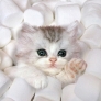 Marshmellow kitten