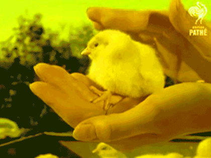 Petting a chick