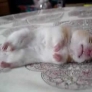 Sleeping hamster is dreaming