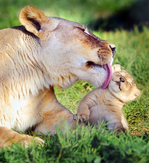 Lion cub gets a lick