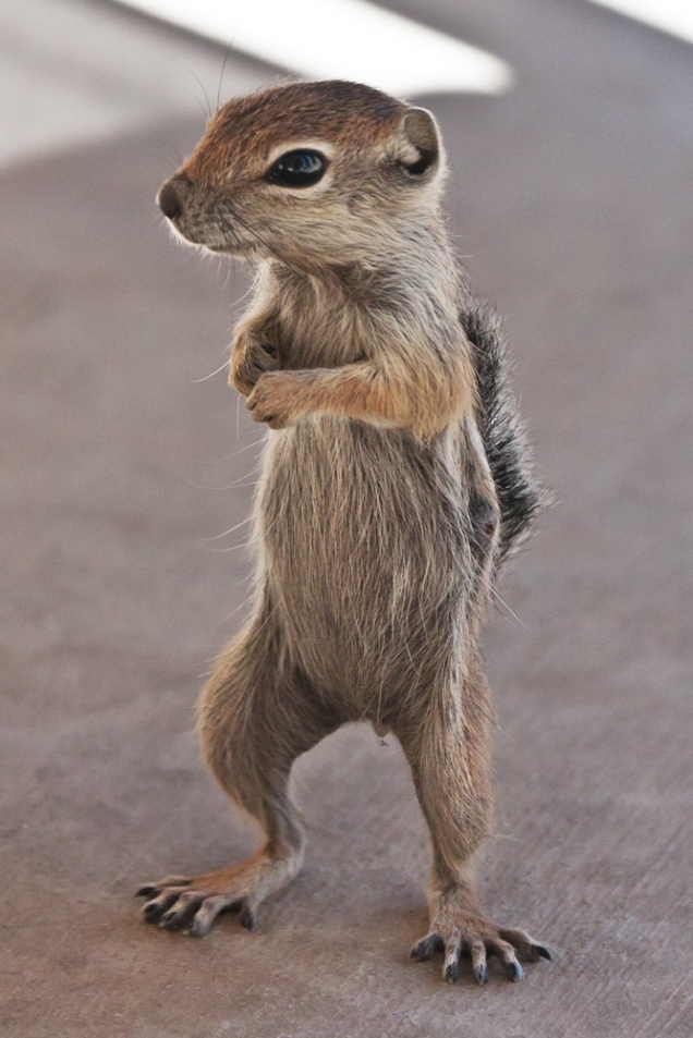 Standing squirrel