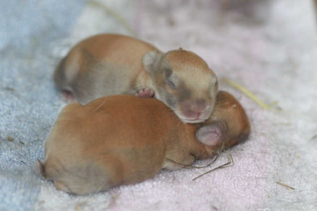 Baby bunnies - Teh Cute