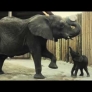 Baby elephant playing