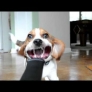 Beagle vs. leaf blower