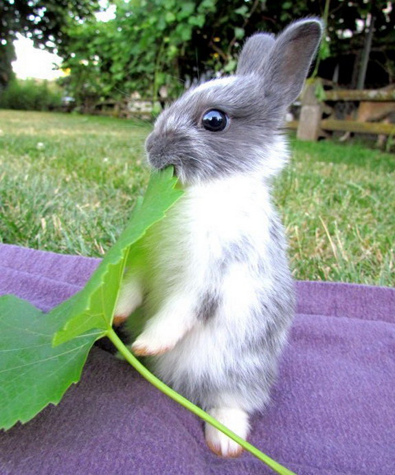Bunny omnomnoms leaf