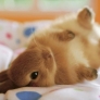 Bunny on a bed