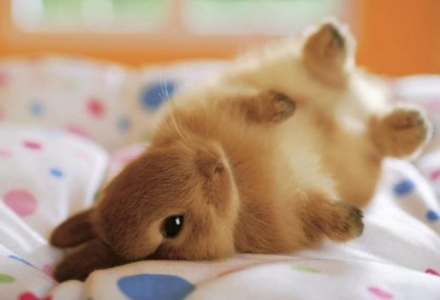 Bunny on a bed