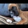 Confused Boxer puppy