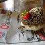 Hedgehog with a strawberry hat