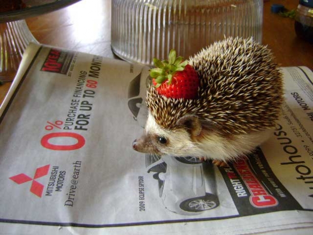 Hedgehog with a strawberry hat
