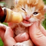 Kitten chews on nipple