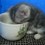 Kitten falls asleep in a tea cup