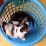 Kittens playing in a basket