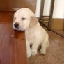 Puppy sleeps on stairs