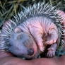 Sleeping baby hedgehog