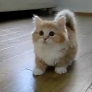 Super cute kitten