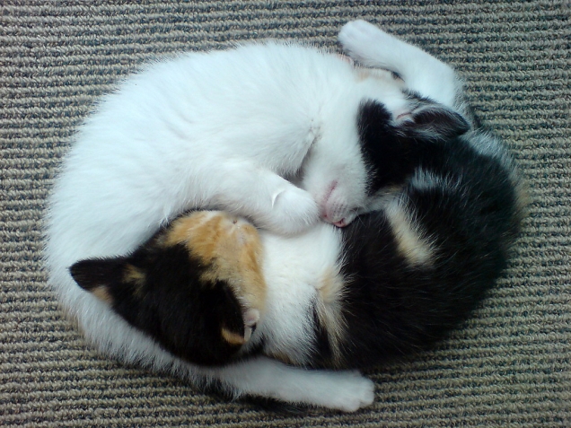 Yin-Yang kittens