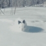 Bunny in the snow