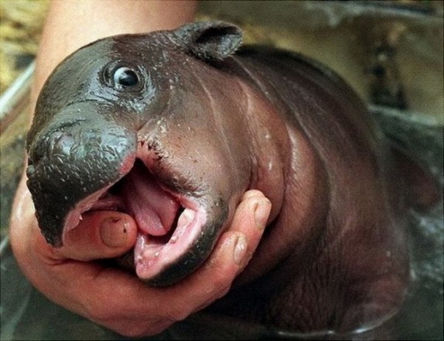 Happy baby hippo