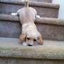 Puppy coming down the stairs