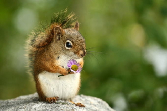 Squirrel holding a flower