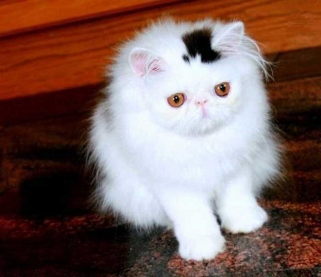 Top hat kitten