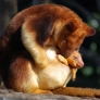 Tree kangaroo mama and her baby