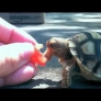 Tortoise eats tomato