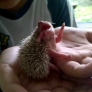 Licking baby hedgehog