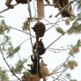 Baby bears in a tree