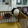 Baby panda's escape attempts
